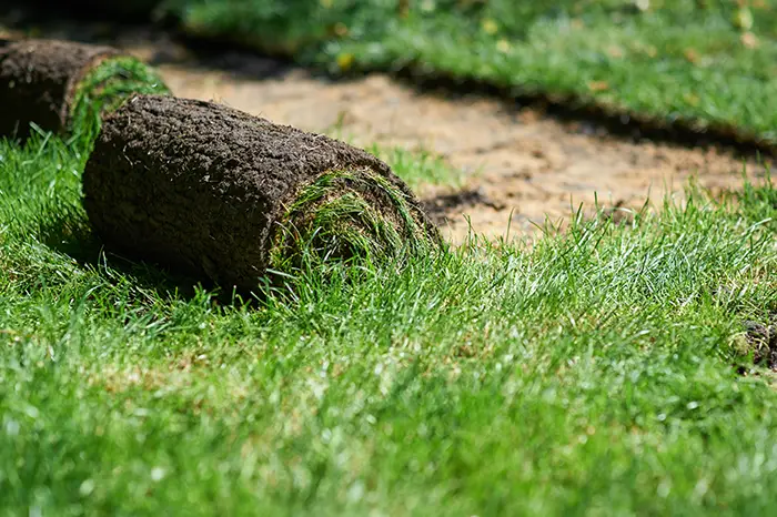 How long after installing sod can you walk on it in Lee's Summit, MO